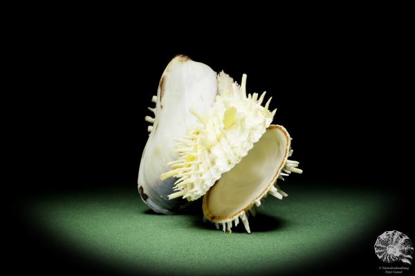 Spondylus variegatus auf Modiolus philippinarum a shell