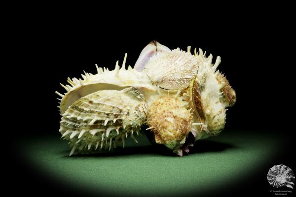 Spondylus variegatus auf Modiolus philippinarum a shell