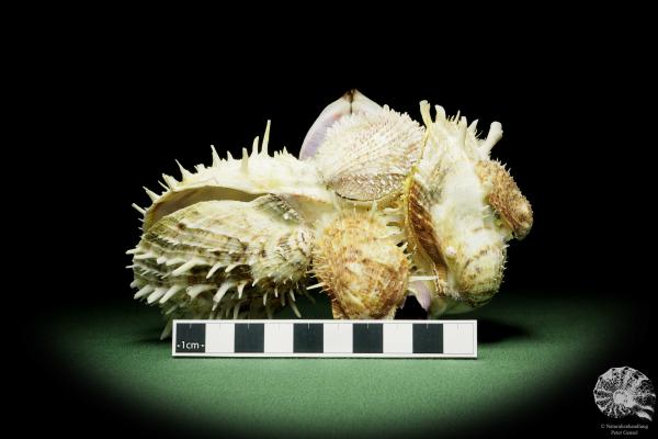 Spondylus variegatus auf Modiolus philippinarum a shell