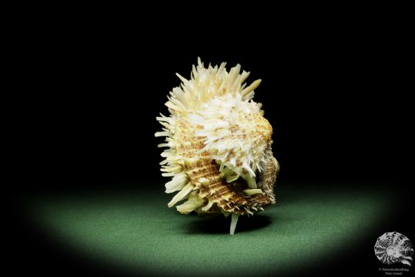 Spondylus variegatus (14958) a shell from Philippines | Conchylia | Shells & Brachiopods