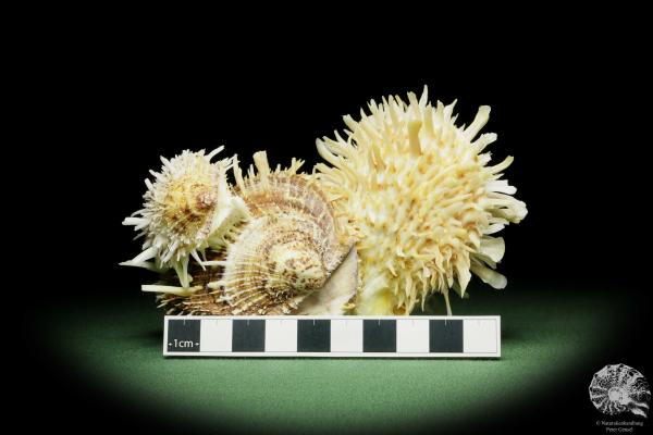 Spondylus variegatus (14958) a shell from Philippines | Conchylia | Shells & Brachiopods