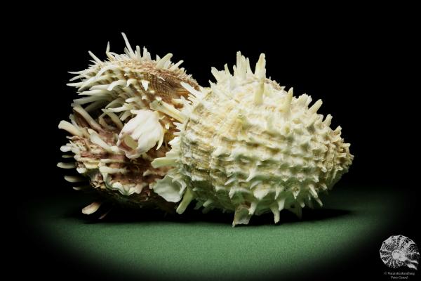 Spondylus variegatus & Balanus spec. (14959) a shell from Indo-Pacific | Conchylia | Shells & Brachiopods