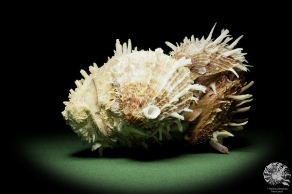 Spondylus variegatus & Balanus spec. (14959) eine Muschel aus Indopazifik | Conchylien | Muscheln & Brachiopoden