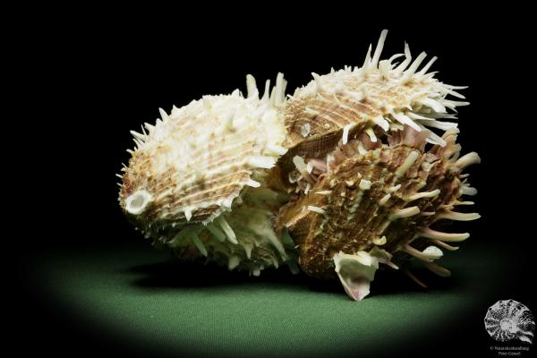 Spondylus variegatus & Balanus spec. (14959) eine Muschel aus Indopazifik | Conchylien | Muscheln & Brachiopoden