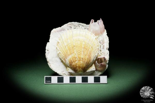 Spondylus variegatus & Balanus spec. on Placuna ephippium (14962) a shell from Philippines | Conchylia | Shells & Brachiopods