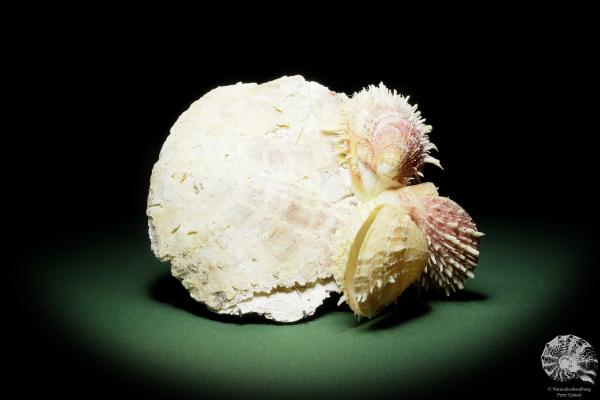 Spondylus variegatus auf Placuna ephippium (14967) eine Muschel aus Philippinen | Conchylien | Muscheln & Brachiopoden