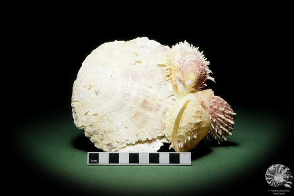 Spondylus variegatus auf Placuna ephippium (14967) eine Muschel aus Philippinen | Conchylien | Muscheln & Brachiopoden