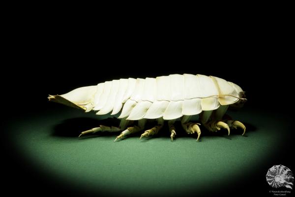 Bathynomus cf. giganteus (15027) a crustacean from Vietnam | Taxidermy | Crabs & Shrimps & Limulus