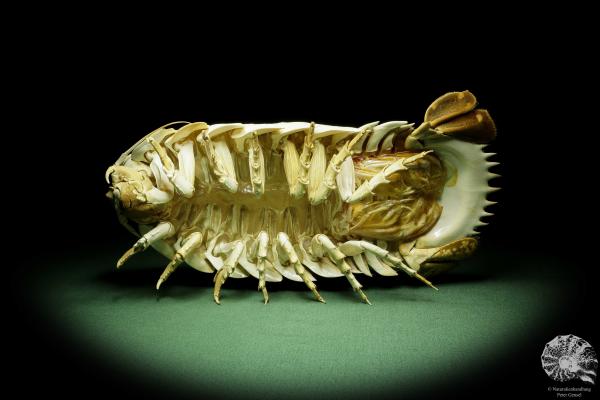 Bathynomus cf. giganteus (15027) a crustacean from Vietnam | Taxidermy | Crabs & Shrimps & Limulus