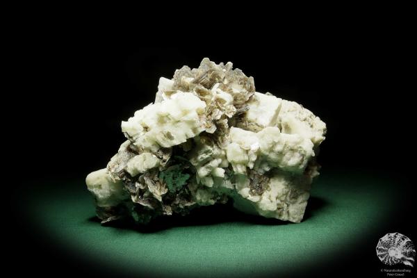 Muskovit XX auf Albit XX (15053) ein Mineral aus Südamerika | Mineralien | Weltweit