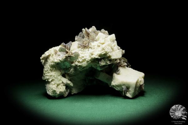 Muskovit XX auf Albit XX (15053) ein Mineral aus Südamerika | Mineralien | Weltweit