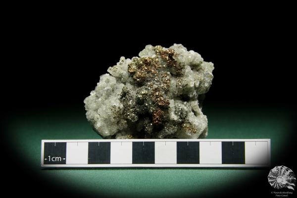 Markasit XX auf Quarz XX (15072) ein Mineral aus Tschechien | Mineralien | Weltweit