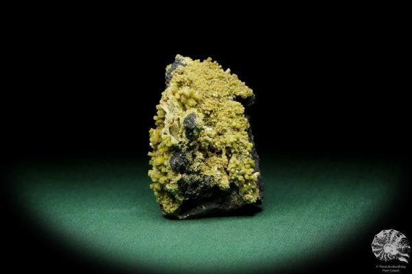 Pyromorphit XX (15087) ein Mineral aus Spanien | Mineralien | Weltweit