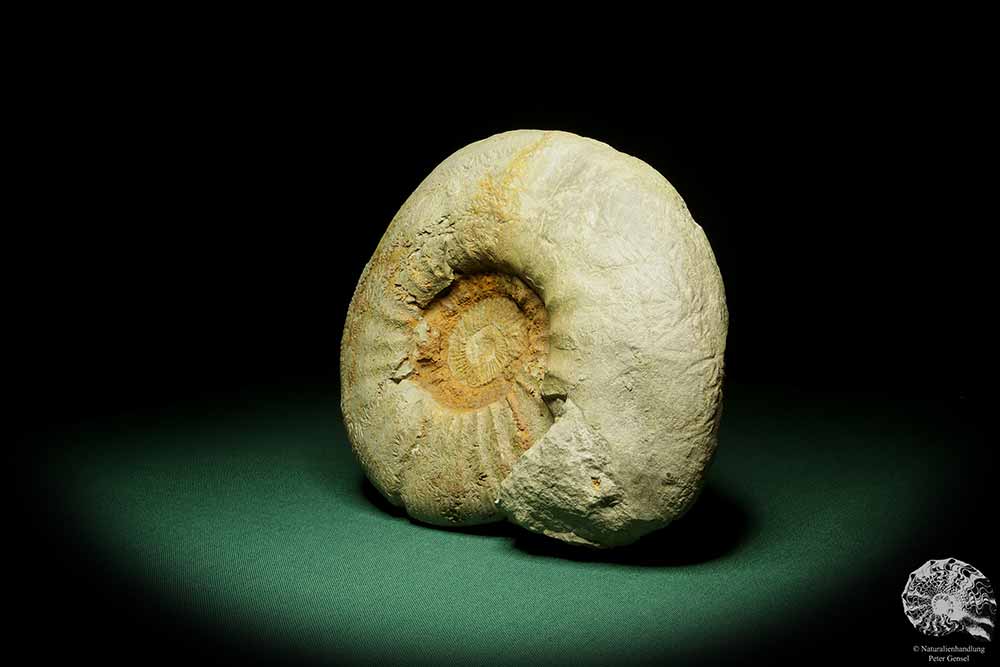 Ataxioceras spec. (15149) a cephalopod from Germany | Fossils | Cephalopods