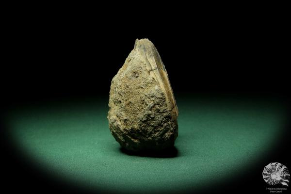 Kashpurites spec. (15152) ein Kopffüßer aus Russland | Fossilien | Kopffüßer