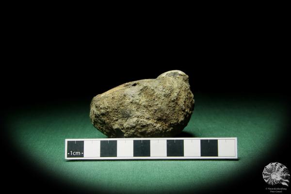 Kashpurites spec. (15152) ein Kopffüßer aus Russland | Fossilien | Kopffüßer