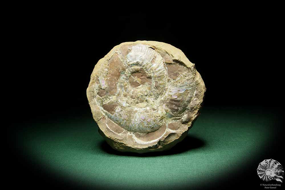 Asphinctites tenuiplicatus (15157) a cephalopod from Poland | Fossils | Cephalopods