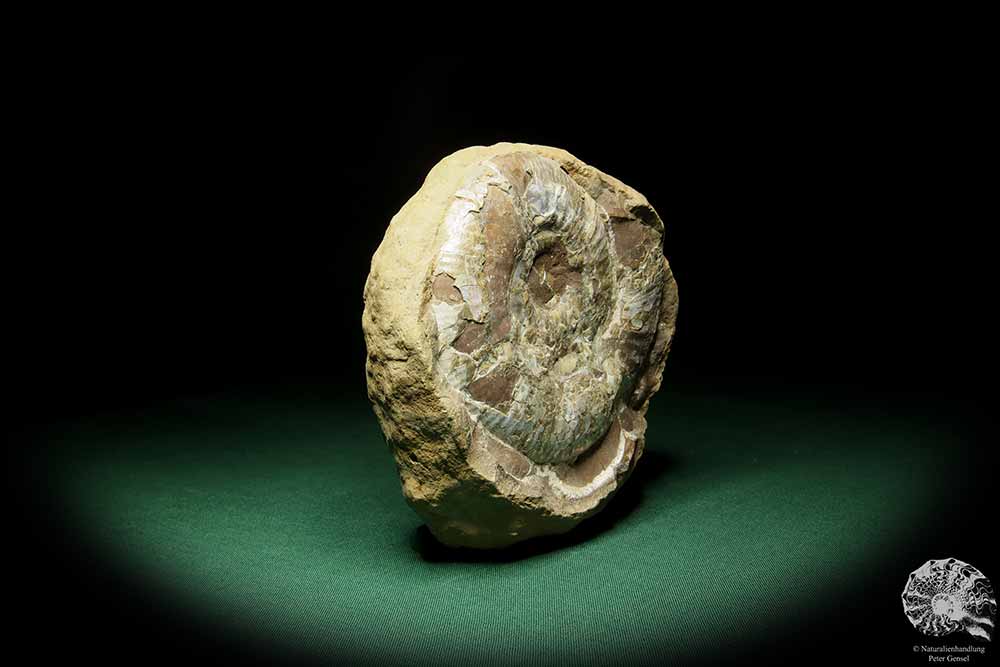 Asphinctites tenuiplicatus (15157) a cephalopod from Poland | Fossils | Cephalopods