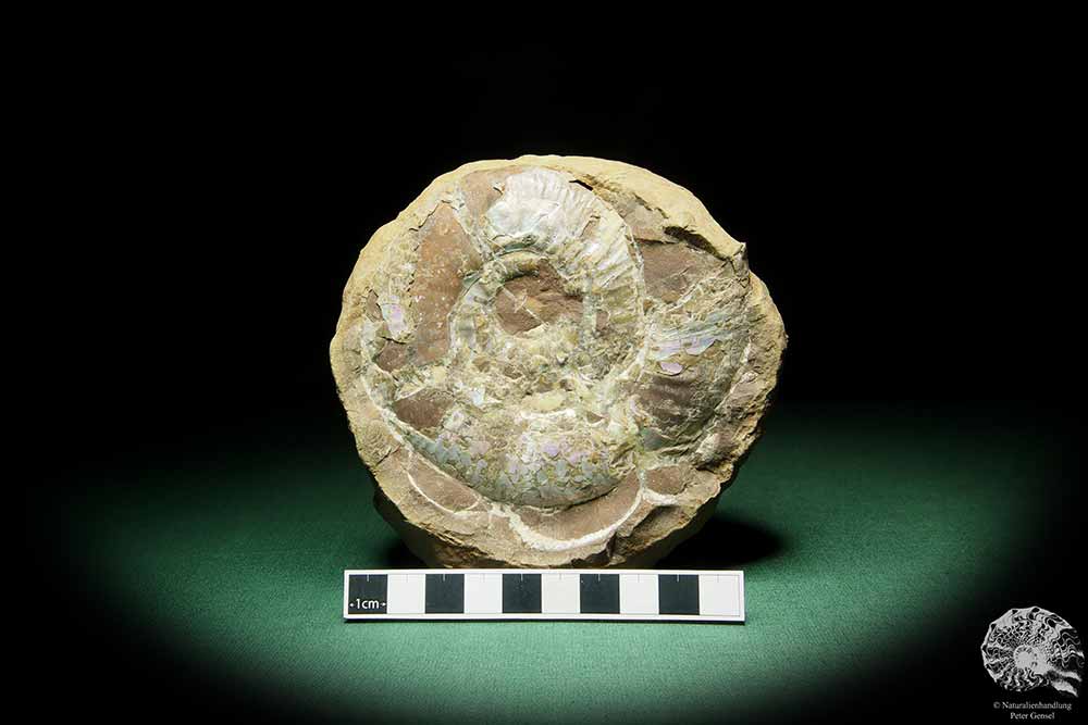 Asphinctites tenuiplicatus (15157) a cephalopod from Poland | Fossils | Cephalopods