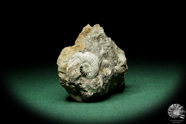 Quenstedtoceras spec. (15164) a cephalopod from Poland | Fossils | Cephalopods