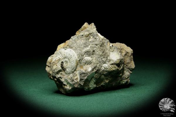 Quenstedtoceras spec. (15164) a cephalopod from Poland | Fossils | Cephalopods