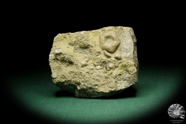 Encrinus liliiformis (15179) a echinoderm from Germany | Fossils | Echinoderms