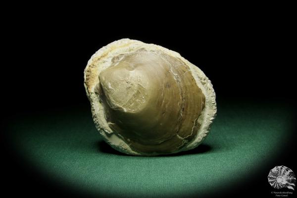 Pleuronectites laevigatus (15180) a shell from Germany | Fossils | Shells & Brachiopods