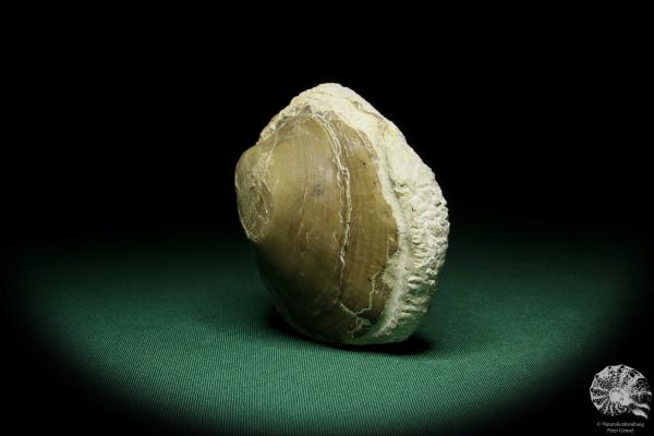 Pleuronectites laevigatus (15180) a shell from Germany | Fossils | Shells & Brachiopods