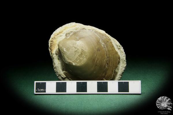 Pleuronectites laevigatus (15180) a shell from Germany | Fossils | Shells & Brachiopods