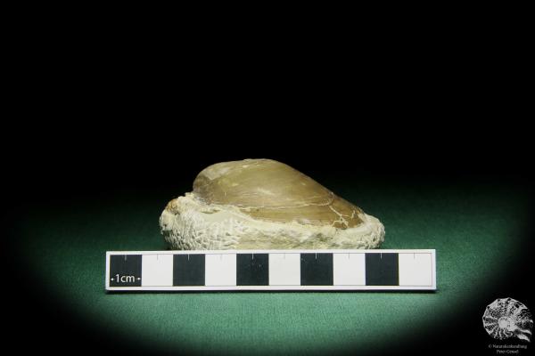 Pleuronectites laevigatus (15180) a shell from Germany | Fossils | Shells & Brachiopods