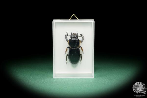 Aceraius grandis (15248) a beetle from Indonesia | Taxidermy | Beetles