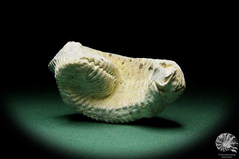 Alectryonia ungulata (15424) a shell from Madagascar | Fossils | Shells & Brachiopods