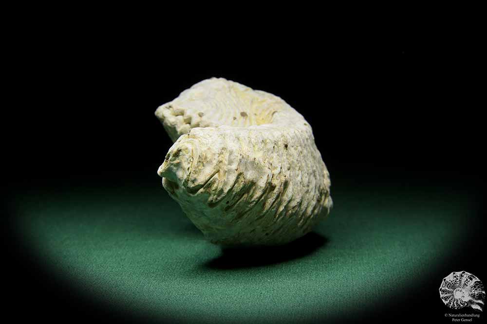 Alectryonia ungulata (15424) a shell from Madagascar | Fossils | Shells & Brachiopods