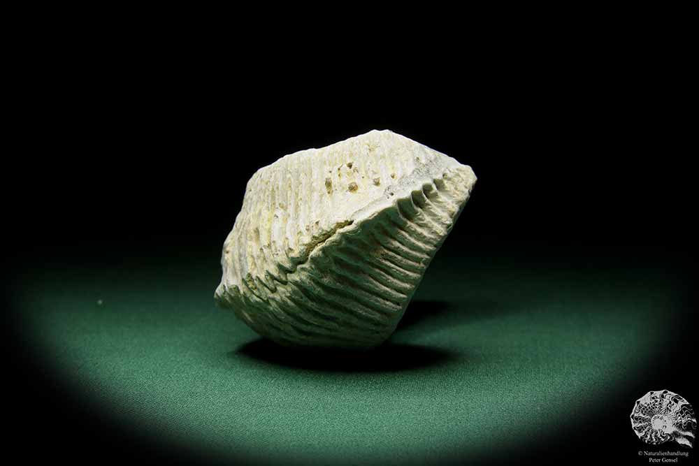 Alectryonia ungulata (15424) a shell from Madagascar | Fossils | Shells & Brachiopods