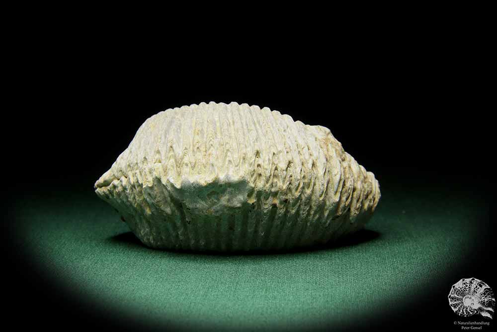 Alectryonia ungulata (15424) eine Muschel aus Madagaskar | Fossilien | Muscheln & Brachiopoden