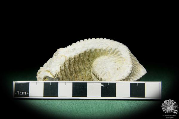 Alectryonia ungulata a shell