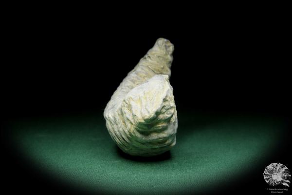 Alectryonia ungulata a shell