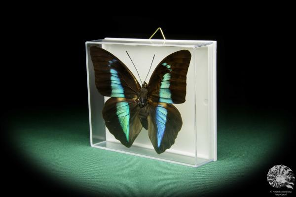 Prepona licomedes (15480) a butterfly from South America | Taxidermy | Butterflies