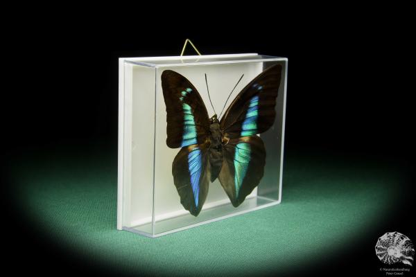 Prepona licomedes (15480) a butterfly from South America | Taxidermy | Butterflies