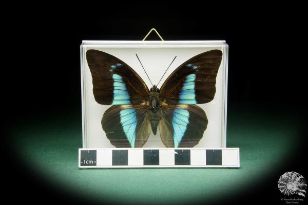 Prepona licomedes (15480) a butterfly from South America | Taxidermy | Butterflies