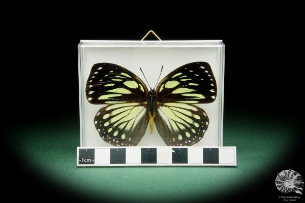 Euxanthe crossleyi ein Schmetterling