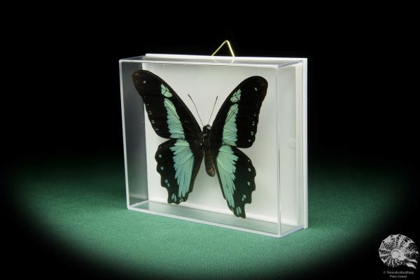 Papilio chrapkowskoides (15492) a butterfly from Africa | Taxidermy | Butterflies