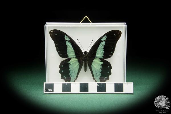 Papilio chrapkowskoides (15492) ein Schmetterling aus Afrika | Präparate | Schmetterlinge