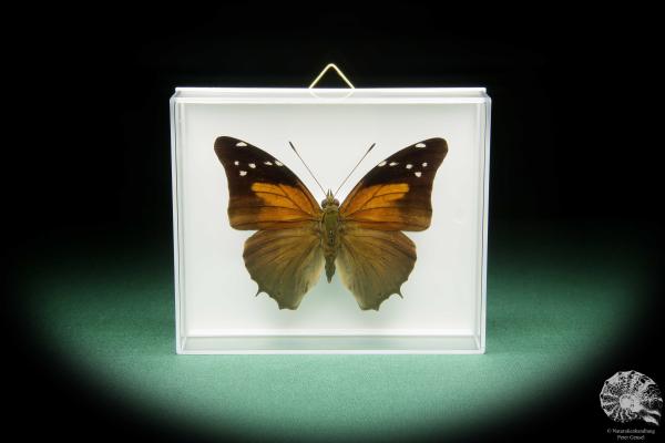 Historis acheronta (15494) a butterfly from South America | Taxidermy | Butterflies