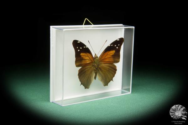 Historis acheronta (15494) a butterfly from South America | Taxidermy | Butterflies