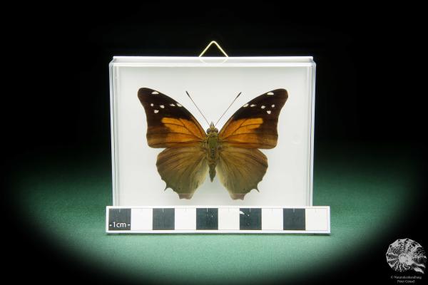 Historis acheronta (15494) a butterfly from South America | Taxidermy | Butterflies