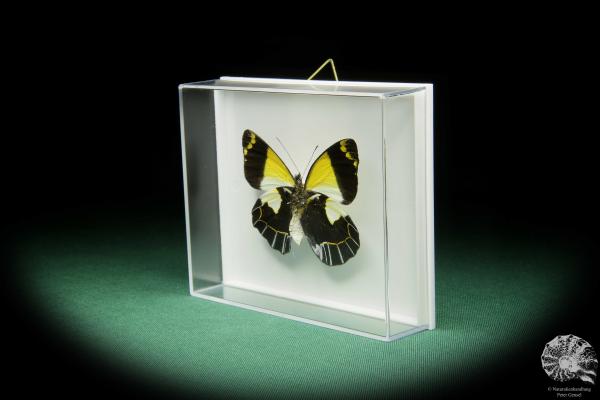 Delias meeki (15496) a butterfly from Papua New Guinea | Taxidermy | Butterflies