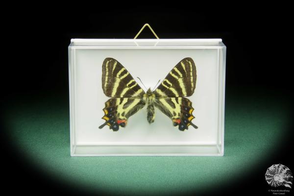 Luehdorfia japonica (15503) a butterfly from Japan | Taxidermy | Butterflies