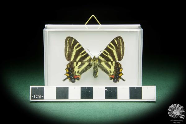 Luehdorfia japonica (15503) a butterfly from Japan | Taxidermy | Butterflies