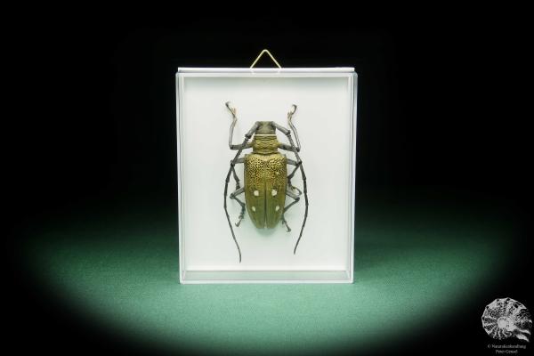 Batocera laena (15522) a beetle from Indonesia | Taxidermy | Beetles